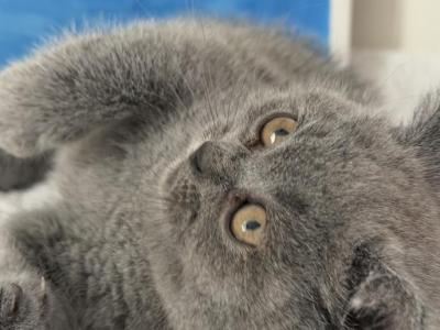 Mimi - British Shorthair - Gallery Photo #1