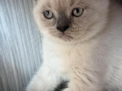 Mario - British Shorthair - Gallery Photo #1