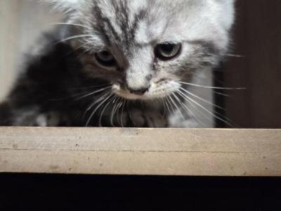 Big Boy Pricedrop - Himalayan - Gallery Photo #1