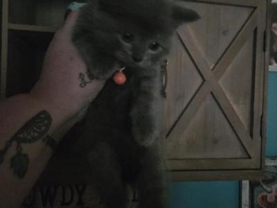 Bam Bam - Himalayan - Gallery Photo #1