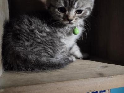 Olive Pricedrop - Himalayan - Gallery Photo #1