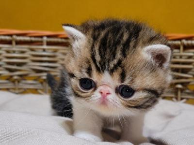 BROWN TABBY AND WHITE EXOTIC SHORTHAIR BOY 2 CFA R - Exotic - Gallery Photo #1