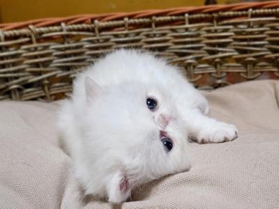 COPPER EYED WHITE CFA REG ELH PERSIAN BOY - Exotic - Gallery Photo #1