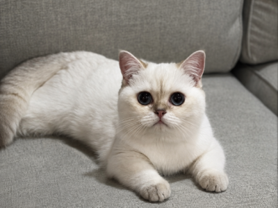 Daisy - British Shorthair - Gallery Photo #1
