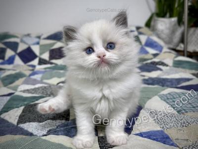 Merope - Ragdoll - Gallery Photo #1