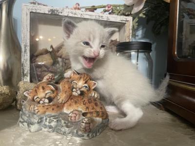 Lady Jane - Siamese - Gallery Photo #1
