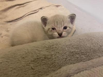 Forest - Siamese - Gallery Photo #1