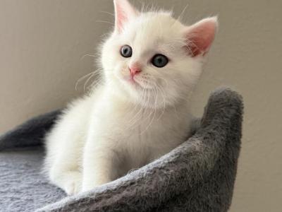 Cute Scottish Straight Male Kitten - Scottish Straight - Gallery Photo #1