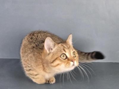 Litter K12 - Munchkin - Gallery Photo #1