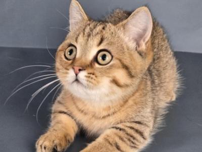Litter K12 - Munchkin - Gallery Photo #1