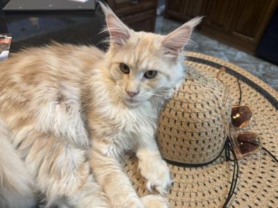 Buckwheat - Maine Coon - Gallery Photo #1
