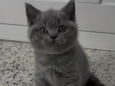 British Shorthair Blue Female - British Shorthair - Gallery Photo #1