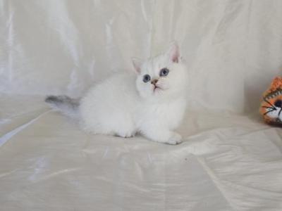 Litter L12 - Munchkin - Gallery Photo #1