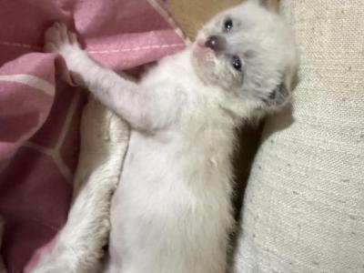 Darbys Little Girl - Siamese - Gallery Photo #1