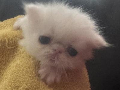Solid White Special Color - Persian - Gallery Photo #1