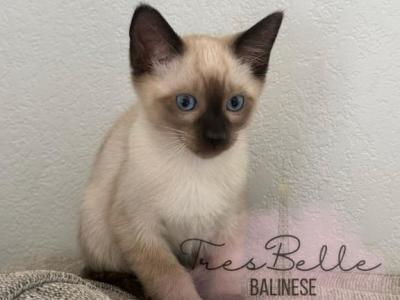 Kiwi - Siamese - Gallery Photo #1
