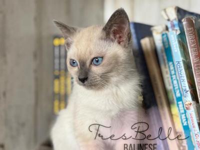 Berry - Siamese - Gallery Photo #1
