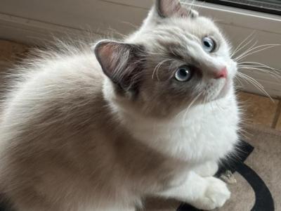 STELLA BLUE - Ragdoll - Gallery Photo #1