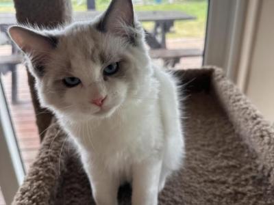 BLUE BROTHER - Ragdoll - Gallery Photo #1