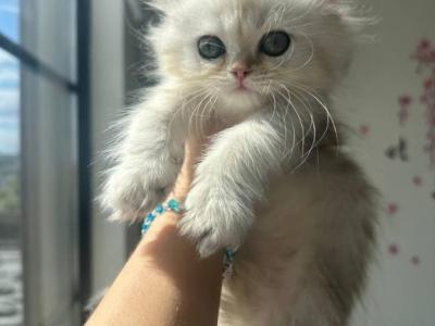 Scottish Long Haired Silver Chinchilla - Scottish Straight - Gallery Photo #1