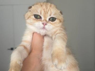 Scottish Fold Golden Chinchilla Kitten - Scottish Fold - Gallery Photo #1
