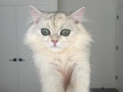 Scottish Long Hair Female Kitten - Scottish Straight - Gallery Photo #1