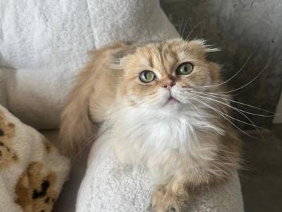 Scottish Fold Female Cat - Scottish Fold - Gallery Photo #1