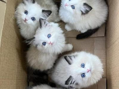 Ragdoll - Ragdoll - Gallery Photo #1