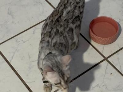 Storm And Chip Litter - Bengal - Gallery Photo #1