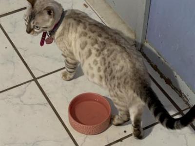 Coconut Litter - Bengal - Gallery Photo #1