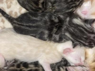 Sky - Bengal - Gallery Photo #1