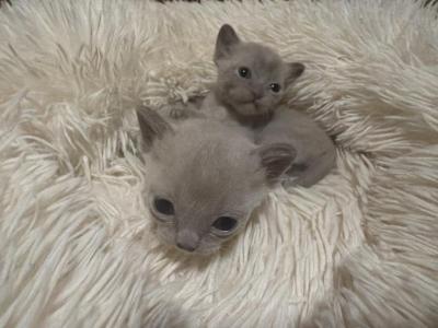 Burmese - Burmese - Gallery Photo #1