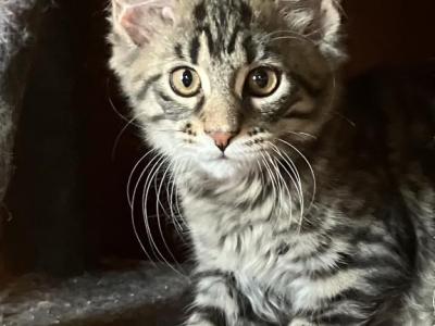 Miquel Of Donnelly - Maine Coon - Gallery Photo #1
