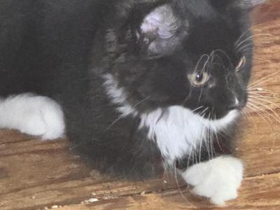 Banksy Of Donnelly - Maine Coon - Gallery Photo #1
