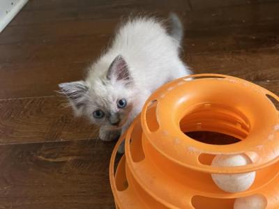 Sophia And Gus - Ragdoll - Gallery Photo #1