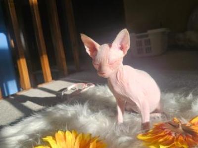 Voodoo Sphynx Massachusetts - Sphynx - Gallery Photo #1