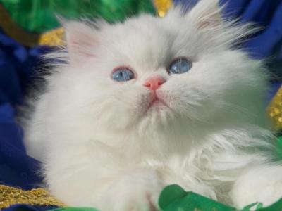 Beautiful Dollface White Blue Eyes - Persian - Gallery Photo #1