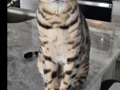 Jasper - Bengal - Gallery Photo #1