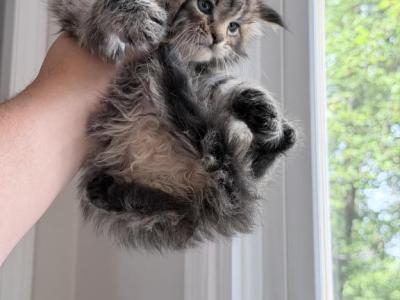 Mainecoon Kitten - Maine Coon - Gallery Photo #1