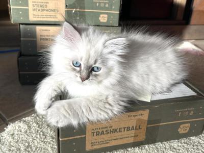 LIBRA - Siberian - Gallery Photo #1