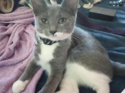 Carini Of Curlie's Litter - American Ringtail - Gallery Photo #1