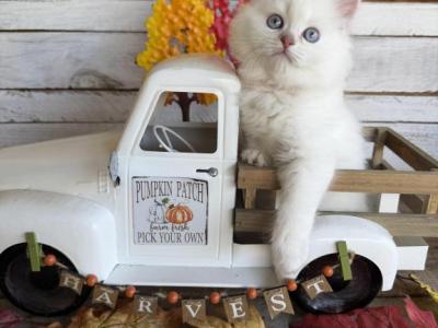 Miso Fall Litter - Persian - Gallery Photo #1