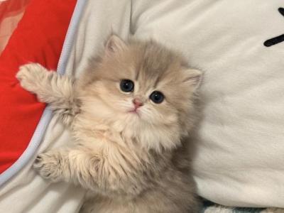 Galaxy - British Shorthair - Gallery Photo #1