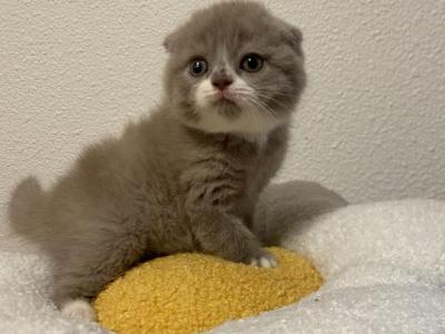 Bicolor Scottish Fold Male Kitten - Scottish Fold - Gallery Photo #1