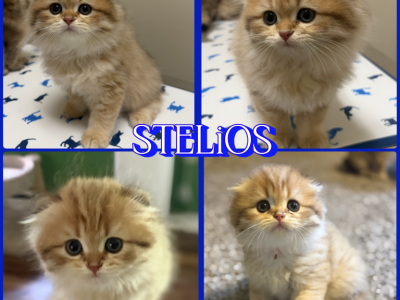 STELIOS - Highlander - Gallery Photo #1