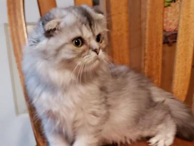 Terry - Ragdoll - Gallery Photo #1