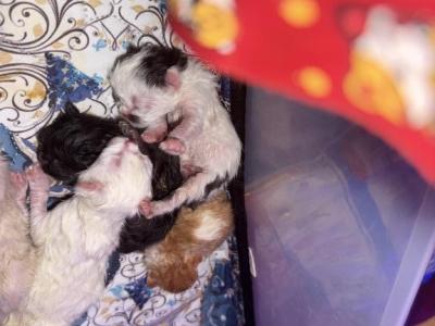 Wednesday And Lydia  Sweetest Floofies - Persian - Gallery Photo #1