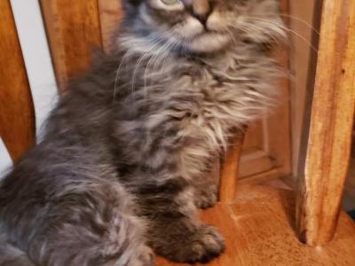 Sparky - Ragdoll - Gallery Photo #1