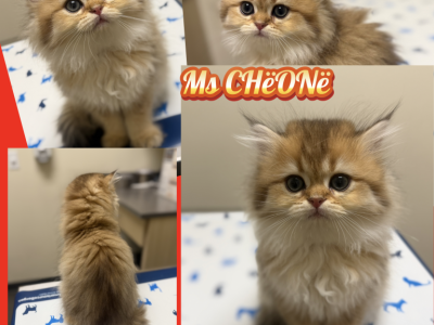 CHEONE - British Shorthair - Gallery Photo #1