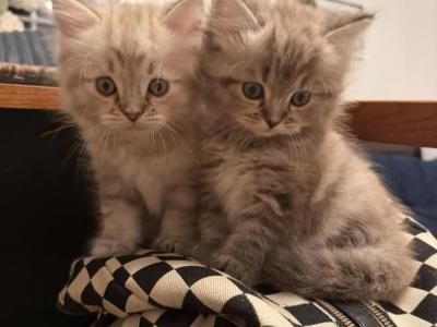 Ragdoll Persians - Ragdoll - Gallery Photo #1